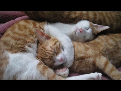 A funny cat family - kittens playing