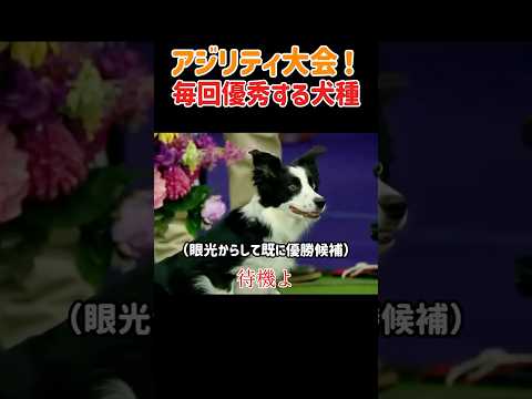 【爆速】走りたくて震える！？スタート前から気合十分なボーダーコリーの神業アジリティ！　#いぬ #犬 #犬動画 #アジリティ #爆走 #身体能力 #犬のスポーツ #驚き #衝撃映像 #shorts