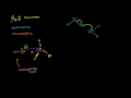 Sn2 Reactions Video Tutorial