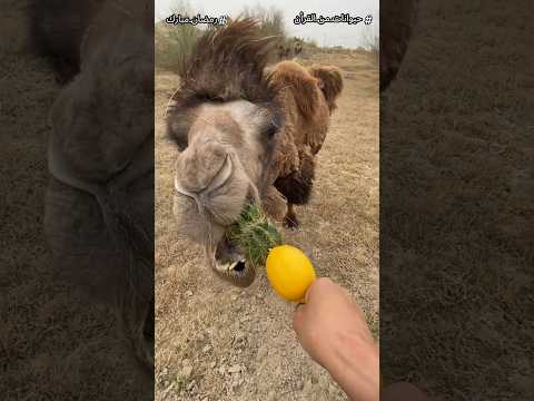 اغرب 7 معجزات فى خلق الإبل! هتخليك تعرف ليه ربنا أمرنا بالنظر لخلق الإبل#shorts