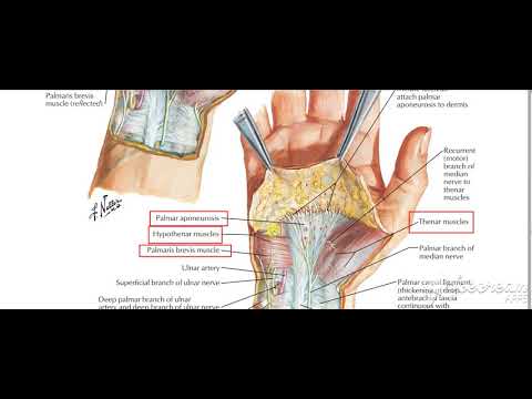 Hand muscles