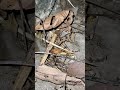 Did you know that termites made a sound?