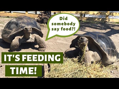 YouTube Video Z_9AJbn-qIY