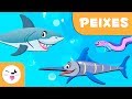 Peixes Para Crianças Animais Vertebrados Ciências Para Crianças