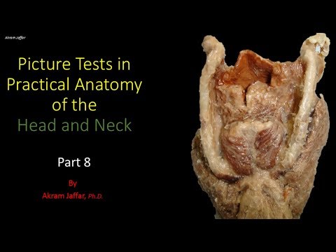 Test obrazkowy z anatomii głowy i szyi - część 8