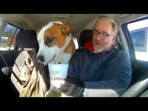 Oscar--SEE VIDEO--IN TRAINING, an adoptable Labrador Retriever in Quincy, MI_image-1