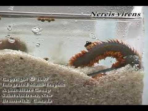 Nereis virens digging in fast reverse