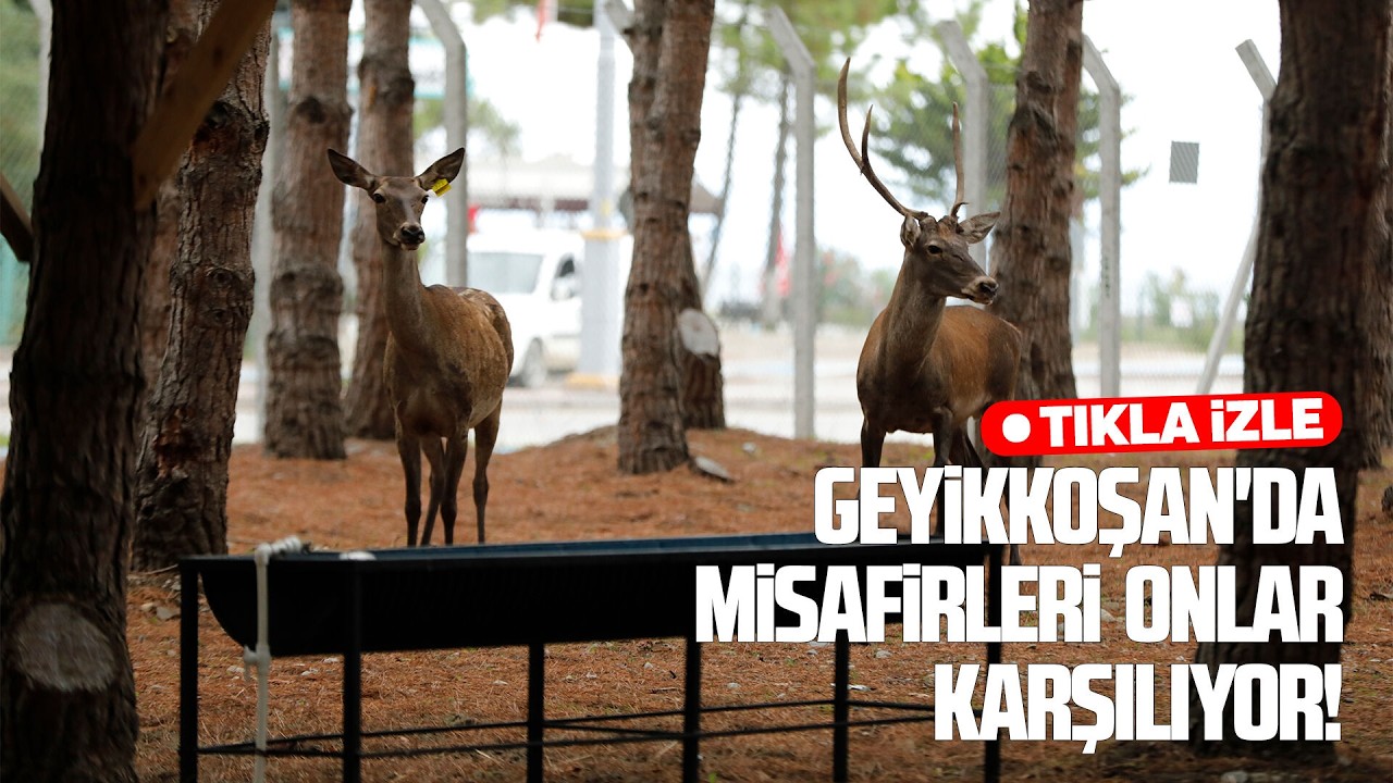 Alaçam'da Geyikkoşan'a yoğun ilgi
