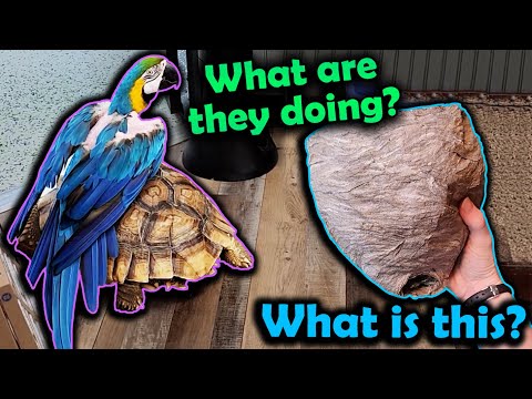 Weird things that Happen at Snake Discovery (Shenanigans Ep. 5)