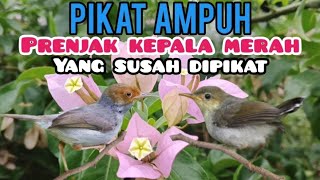 Download lagu MP3 Pikat Prenjak Starter Kombinasi Prenjak Anakan Memanggil Indukan mp3 Download lagu MP3 Pikat Prenjak Starter Kombinasi Prenjak Anakan Memanggil Indukan mp3