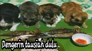 Download lagu Lagi viral kucing petani yang dengerin tausiah dul... mp3