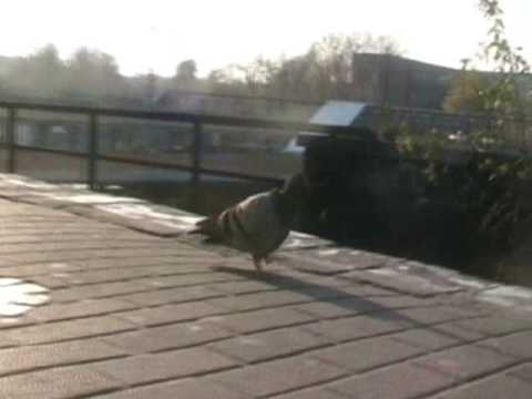 Die einbeinigen Tauben vom Ostkreuz!