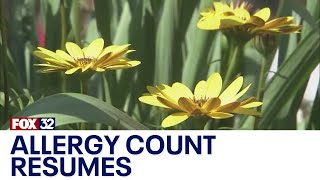 Loyola Medicine allergy count resumes, providing insight for allergy sufferers