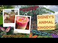 Disney S Animal Kingdom Safari Ride We Saw A Baby Zebra And Many More Animals In Orlando Florida