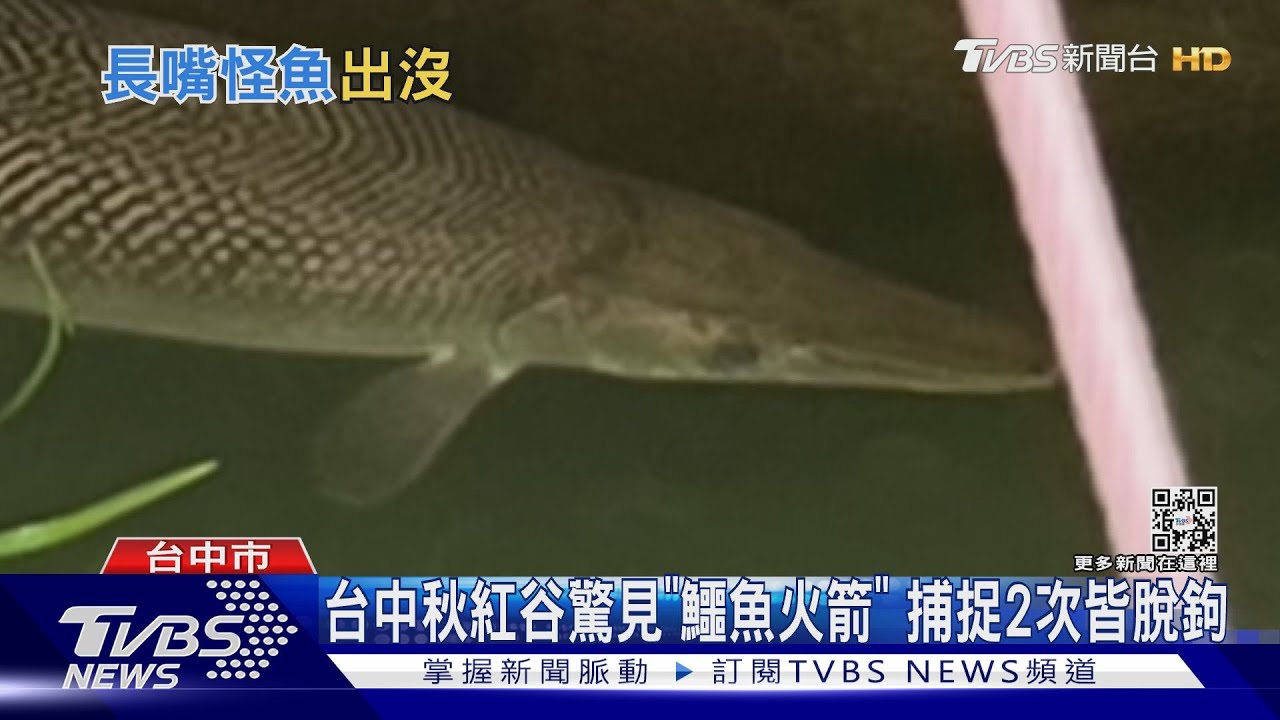 台中秋紅谷驚見「鱷魚火箭」 捕捉2次皆脫鉤