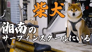 毎日サーファーに可愛がってもらってご満悦の柴犬。兼続