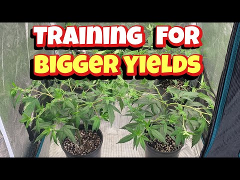 TRAINING FOR BIGGER YIELDS , LST vs SUPERCROP