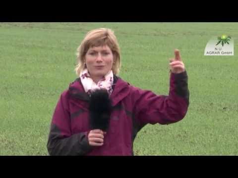 54. Feldexkursion: gelbe Streifen auf dem Feld (Mangan-Mangel, barley) - NU Agrar, 12.10.2016