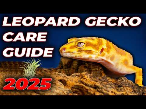 Leopard Gecko Complete Care Guide 2025