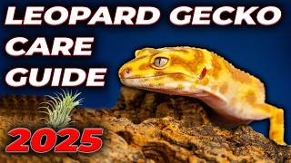 Download lagu Leopard Gecko Complete Care Guide 2025 mp3 Download lagu Leopard Gecko Complete Care Guide 2025 mp3