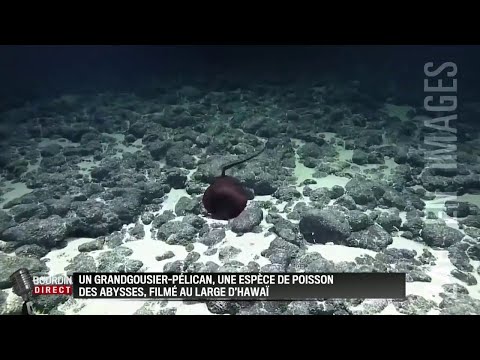 Un étrange poisson filmé au large d'Hawaii
