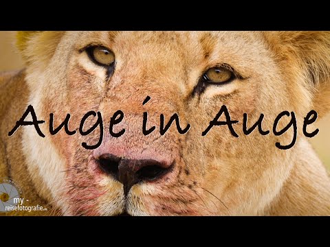 Auge in Auge mit den Tieren der Masai Mara - Fotosafari Kenia mit Martin Buschmann