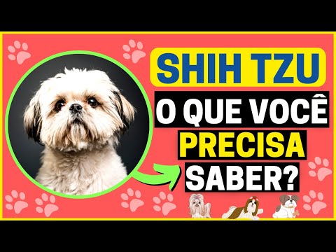 ?Shih Tzu((A ORIGEM))Cachorro Shih Tzu-Raça Shih Tzu-FILHOTE shih tzu-TUDO sobre Shih Tzu Brasil