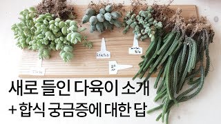 새로 들인 다육이 & 합식 궁금증에 대한 답변(원종벽어연, 펜덴스, 녹탑, 유럽천금장) succulents …