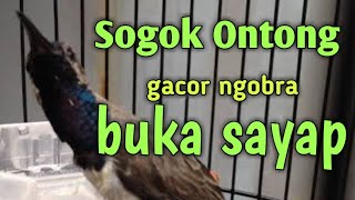 Download lagu Pikat / pancingan Sogok Ontong GACOR NGOBRA  Buka Sayap mp3