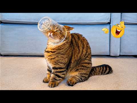 Try Not To Laugh 😹 Funniest Cats Caught on Camera
