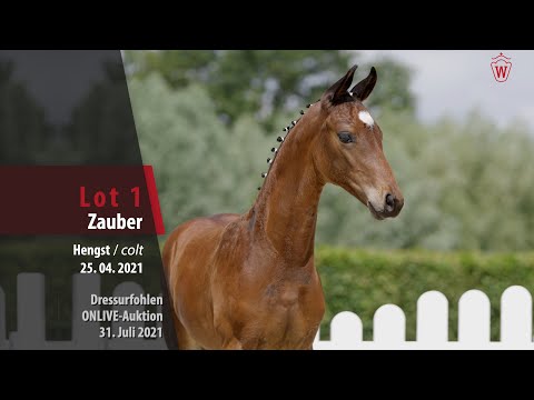 Onlive-Auktion Dressurfohlen Lot 1 Zauber Hengst v. Zauberlehrling PS - De Niro