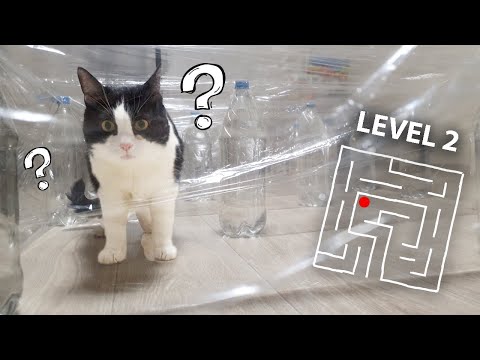Can This Cat Overcome the Invisible Maze Challenge?