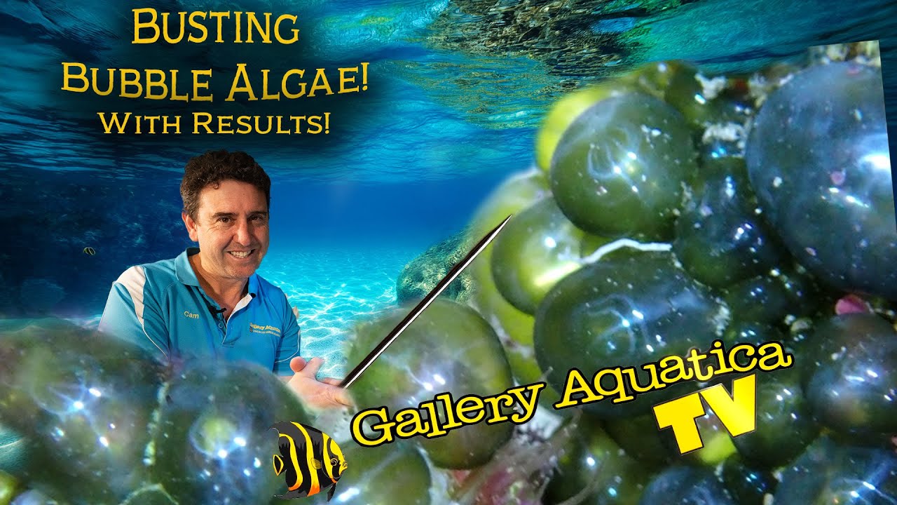 Bursting bubbles! Treating bubble algae, before and after