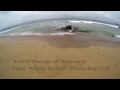 Aerial Footage of Deceased Gray Whale on beach in ...