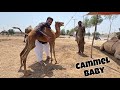Mini Zoo K Lye Baby Camel Leny Gaiy