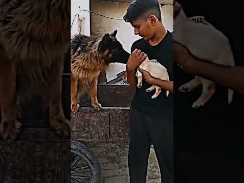 shadow and Max first time mile ha shadow the gsd and Max the labrador