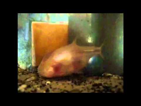 Astyanax fasciatus mexicanus