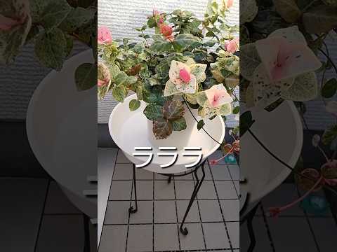 園芸植物 - 魅力的で多彩な竹  庭園