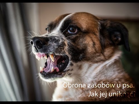Jak uniknąć obrony zasobów u psa, aby nie warczał przy jedzeniu