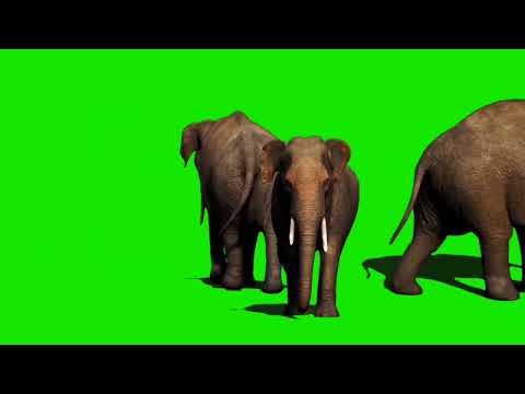 Elephant Green Screen Effect Meme (But Its Actually Green Screen)