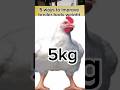 How To Increase Broiler Body Weight