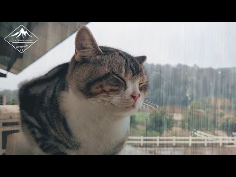 Heavy Rain sounds 12  Hours   |  Cat sleeping and raining sounds  | Sleep, meditation, focus