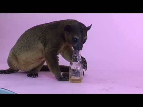 ZOO CLIPZ- Check out the Kinkajou's tongue!!!