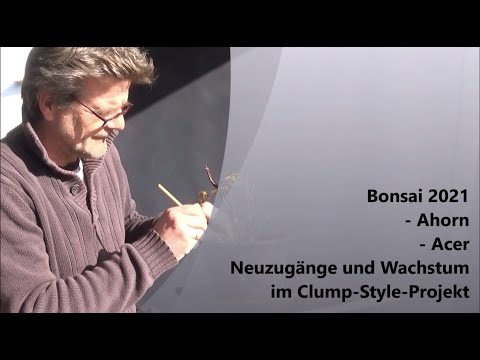 Bonsai 2021-40 - Ahorn - Acer - Neuzugänge und Wachstum im Clump Style-Projekt