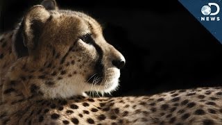 How Cheetahs Are Killing Themselves