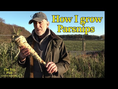 its easy to Grow huge Parsnips