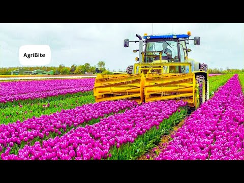 How 2 Billion Tulip Bulbs Are Produced and Harvested   Tulips Cultivation Technique in Green House