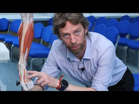 Snakebite lymphatics