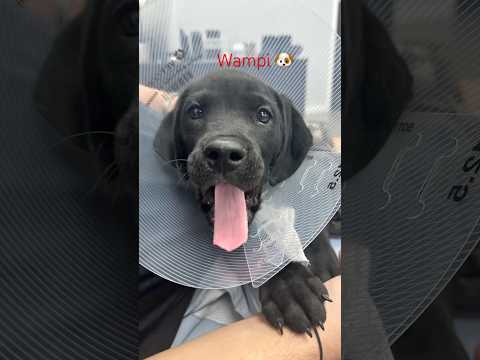 El día que Wampi llegó a cambiar nuestras vidas 🐾❤️