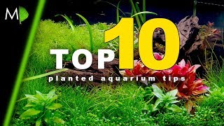 Top 10 Planted Aquarium Tips